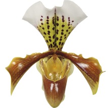 Enkele venusschoenbloem