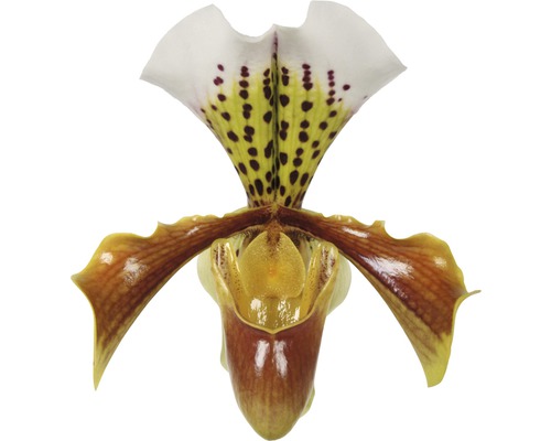 FLORASELF Orchidee Venusschoentje Paphiopedilum Usa 1 tak potmaat Ø 12 cm H 35-45 cm