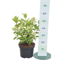 FLORASELF Hortensia Hydrangea paniculata 'Early Sensation' potmaat Ø 23 cm H 50-60 cm