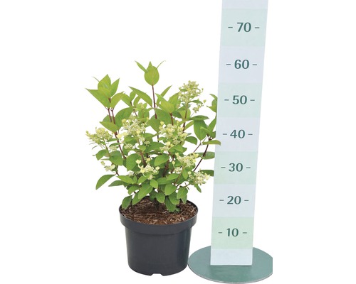 Pluimhortensia in pot met maataanduiding