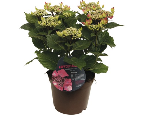 Kardinal Hortensia in pot met groene bladeren en bloemknoppen