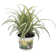 Graslelie in pot