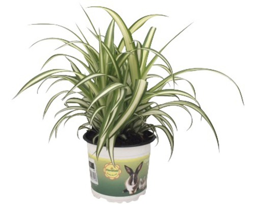 FLORASELF Graslelie Chlorophytum comosum potmaat Ø 12.0 cm H 20-25 cm per 2 st