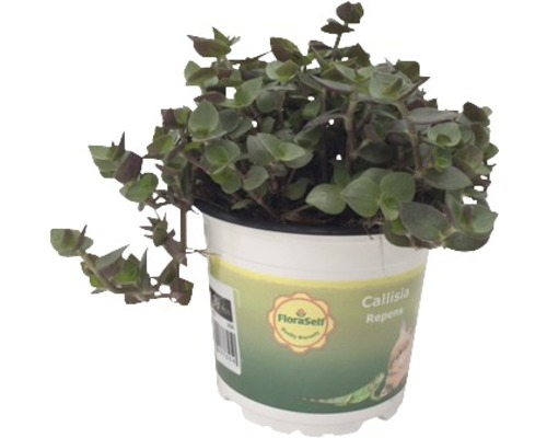 FLORASELF Vitamineplant Callisia repens potmaat Ø 12.0 cm H 15-17 cm per 2 st