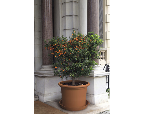 Mandarijnenboom in plantenbak