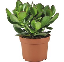 Geldboom in een pot