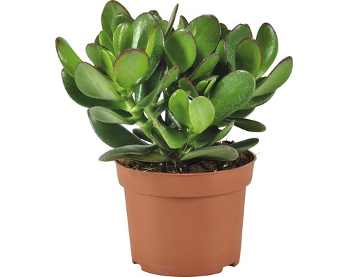 FLORASELF Geldboom Crassula Magical Tree potmaat Ø 12 cm H 10 cm