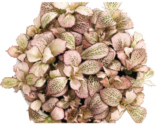 Fittonia kamerplant met roze bladeren