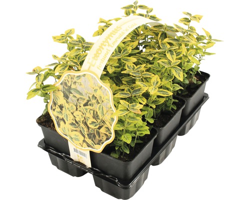 Zes Euonymus fortunei Emerald ''n'' Gold planten in potten