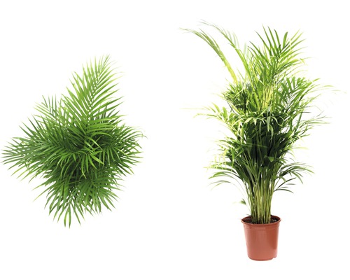 FLORASELF Goudpalm Dypsis lutescens potmaat Ø 24 cm H 120-140 cm FLORASELF Goudpalm Dypsis lutescens potmaat Ø 24 cm H 120-140 cm