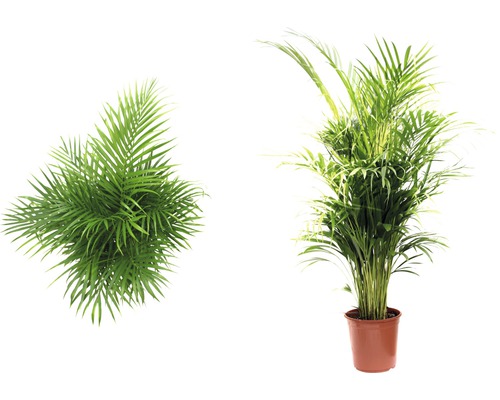 FLORASELF Goudpalm Dypsis lutescens potmaat Ø 24 cm H 120-140 cm