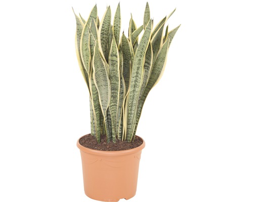 FLORASELF Sanseviera laurentii Ø30 cm H105 cm FLORASELF Sanseviera laurentii Ø30 cm H105 cm