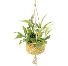 FLORASELF Hertshoornvaren Platycerium bifurcatum potmaat Ø 25 cm H 45-55 cm