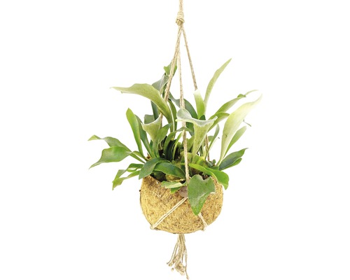 FLORASELF Hertshoornvaren Platycerium bifurcatum potmaat Ø 25 cm H 45-55 cm Hangplant in kokosnootschaal met touwophanging