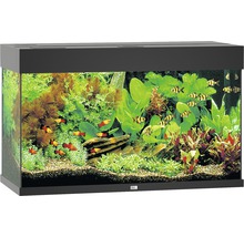 JUWEL Aquarium Rio LED zwart 125 L, 81x36x50 cm-thumb-1