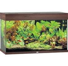 Decoratief aquarium met vissen en planten