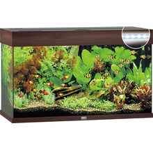 Volledig ingericht aquarium met planten en vissen
