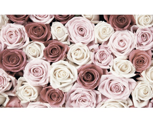 Fotobehang vlies Rozen roze 312x219 cm