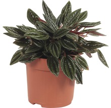 Peperomie, dwergpeper FloraSelf Peperomia rosso H 15-20 cm Ø 10,5 cm pot