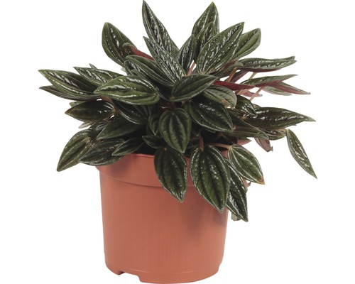 Peperomia in pot