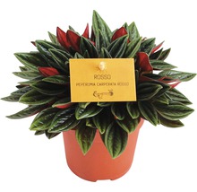 Peperomie, dwergpeper FloraSelf Peperomia rosso H 15-20 cm Ø 10,5 cm pot