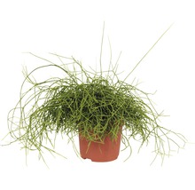 Koraalcactus, staafcactus FloraSelf Rhipsalis Rhipsalis cassutha H 15-20 cm Ø 10,05 cm pot