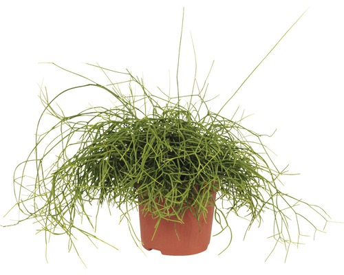 Rhipsalis in een pot