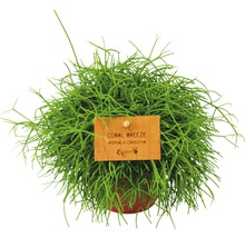 Koraalcactus, staafcactus FloraSelf Rhipsalis Rhipsalis cassutha H 15-20 cm Ø 10,05 cm pot