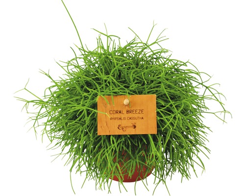 Koraalcactus, staafcactus FloraSelf Rhipsalis Rhipsalis cassutha H 15-20 cm Ø 10,05 cm pot
