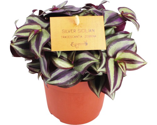 FLORASELF Tradescantia zebrina Tradescantia zebrina potmaat Ø 10.5 cm H 15-20 cm Pot met Tradescantia zebrina kamerplant