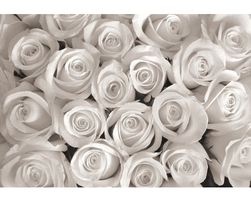 Fotobehang vlies Witte rozen 312x219 cm