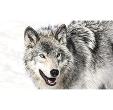 Close-up van een wolf met een lichte vacht