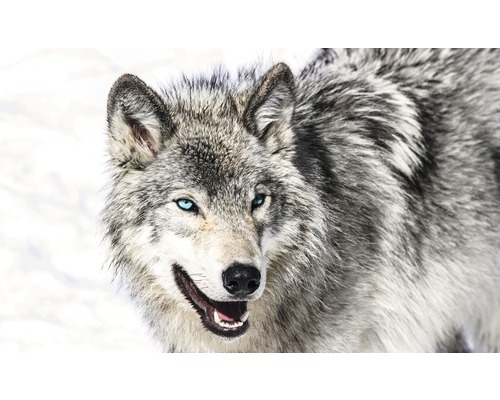 Fotobehang vlies Wolf 312x219 cm