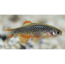 Galaxy Rasbora Parel danio