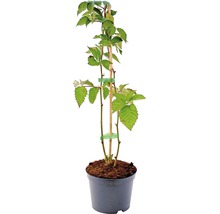 Braamplant in pot met klimhulp