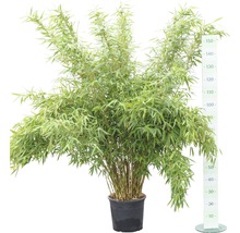 Bamboeplant in pot met een hoogte van circa 150 centimeter
