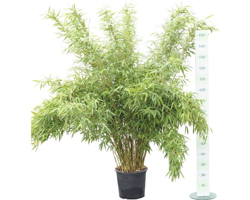 Bamboeplant in pot met een hoogte van circa 150 centimeter