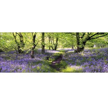 Bosweg door een veld met lentebloemen