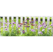 Bloembed met madeliefjes voor een houten schutting
