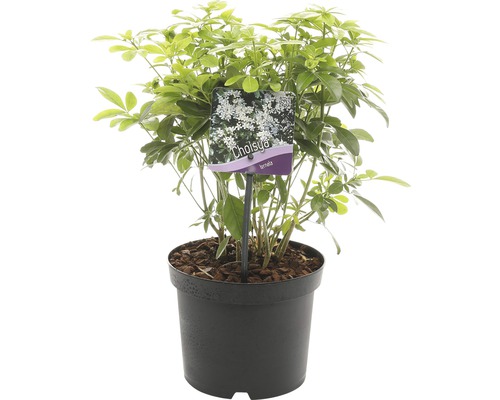 Choisya ternata plant in pot