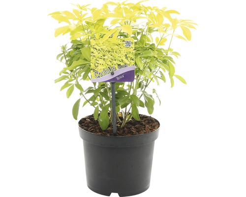 Choisya ternata ''Brica'' in een pot