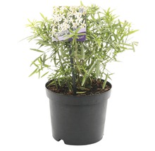 Choisya ternata Aztec Pearl in pot