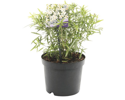 Choisya ternata Aztec Pearl in pot