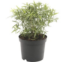 Struikwilg in pot