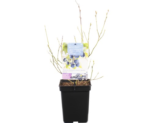 Blauwe bessenstruik in pot