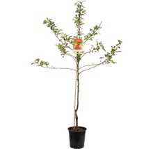 Appelboom in pot met steunpaal en etiket