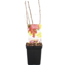 Rode bes in pot voor de tuin of balkon.