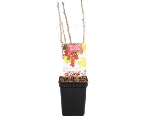 Rode bes in pot voor de tuin of balkon.