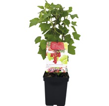 Rode bes in pot met plantenlabel