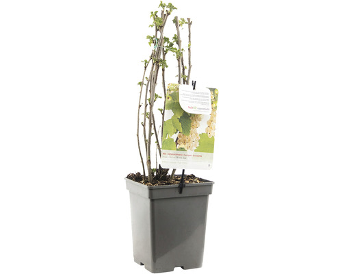 Witte aalbes in pot